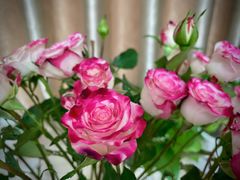 -双季花艺园艺市场(浦东店)