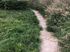-桂湖森林公园