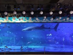 -烟台海昌鲸鲨海洋公园