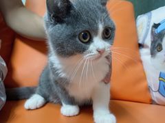 -lincat·猫舍(广州店)