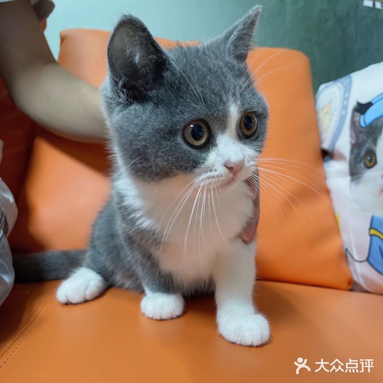 哗🙀全网no.1的猫舍原来在这里㊙️养猫有明灯🐈保180天