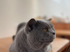 -有猫主题·治愈系猫咖(曾厝垵店)