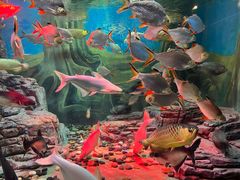 -上海海洋水族馆