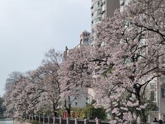 -成都市活水公园