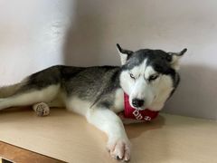 -Husky Go! 哈士奇体验馆·宠物咖啡厅狗咖