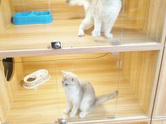 -猫十亿·布偶金渐层·曼基康矮脚猫舍(青年路店)