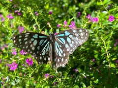 -野象谷景区