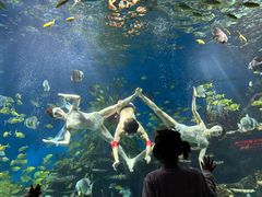 -海合安武汉极地海洋公园