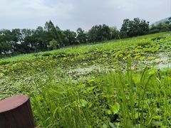 -长兴太湖图影湿地文化园