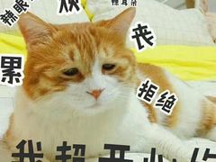 -Sirena海妖日咖夜酒