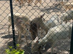 -北京麋鹿生态实验中心