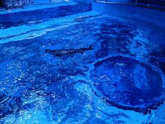 -上海海昌海洋公园