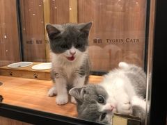 -袖虎·猫馆(体育西路店)