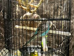 -雀蓝川菜(奥体广场店)