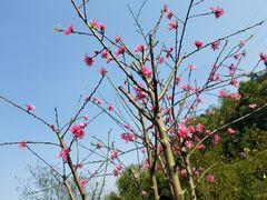 -重庆彩云湖湿地公园