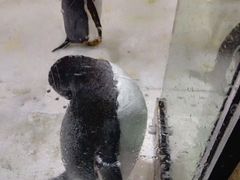 -大连圣亚海洋世界