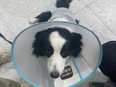 -A猫a狗全科·犬猫异宠·芥西宠物医院(南开总院)