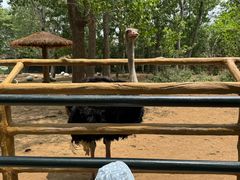 -大连森林动物园