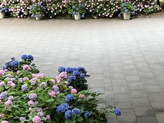 -上海滨江森林公园
