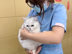 -美联众合爱康动物医院•复杂内科•肿瘤科•牙科•腔镜诊疗中心