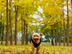 -心仪动物医院·牙专科·肿瘤·心脏科(西客站院)