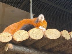 -Zoolung Zoolung动物主题公园(海信广场店)