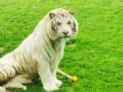 -北京野生动物园