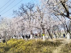 -桃花堤公园