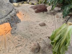 -广州长隆飞鸟乐园