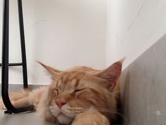 -Heymao猫咖.咖啡厅(东门店)