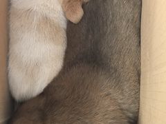 -宠爱国际动物医院· 猫科· 外科·中兽医(长白店)