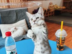 -猫爪屋猫咖(乐汇城店)