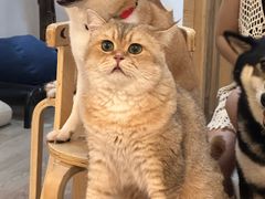 -柴迷FANS CLUB·柴犬狗咖·猫咖