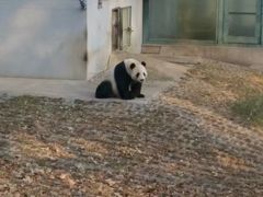 -石家庄市动物园