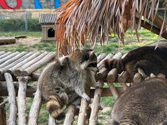 -石家庄市动物园