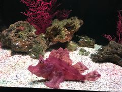 -暹罗海洋世界