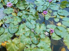 -创味·民间海南菜·非遗藤桥排骨(藤桥·免税城店)