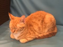 -1861意大利餐厅(来福士店)