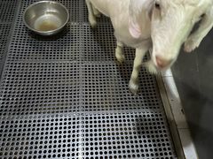 -上海大自然野生昆虫馆(东方明珠·爬宠昆虫探索中心)