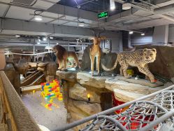 -鲁比猴非洲探索部落(喜盈门店)