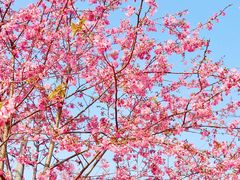-天适樱花悠乐园