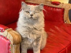 -猫大福·Fortune Cat猫舍(百子湾店)