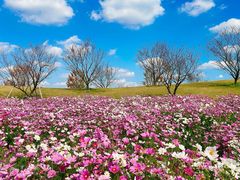 -花开海上生态园
