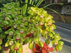 -溪岸路花鸟市场