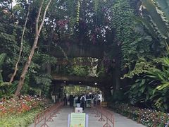 -西双版纳原始森林公园