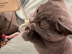 -袖虎·猫馆(体育西路店)