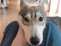 -Husky Go! 哈士奇体验馆·宠物咖啡厅狗咖