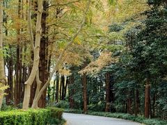 -上海滨江森林公园