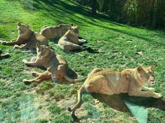 -北京野生动物园