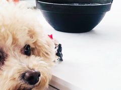 -素心小筑(后沙裕镇店)